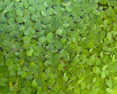 Лот: 3942424. Фото: 1. Пистия водный салат. Водные растения