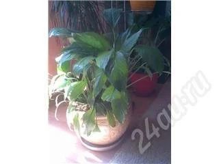 Лот: 1096. Фото: 1. Цветок Спатифиллум по цене горщка... Красноярск