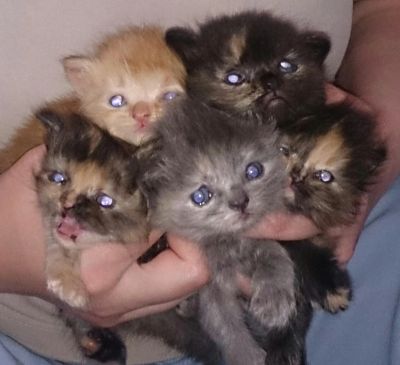 Лот: 7726107. Фото: 1. Персики Классики. Кошки, котята