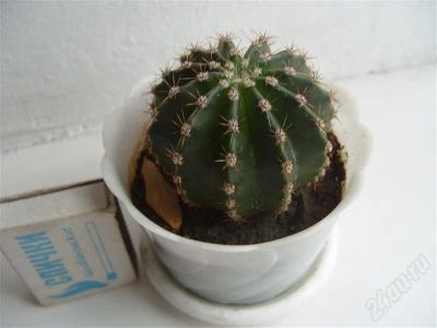 Лот: 680717. Фото: 1. кактусик. Горшечные растения и комнатные цветы