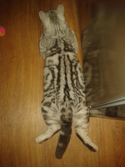 Лот: 10596451. Фото: 1. Британка. Кошки, котята