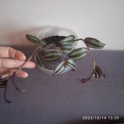 Лот: 20852781. Фото: 1. Традесканция. Горшечные растения и комнатные цветы