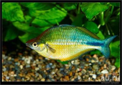 Лот: 8686135. Фото: 1. Меланотения Бирюзовая (Melanotaenia... Рыбки