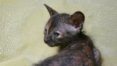 Лот: 4812533. Фото: 1. страшненькая кошечка. Кошки, котята