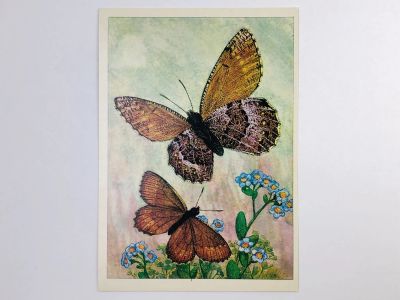 Лот: 23296621. Фото: 1. Бабочки СССР: Тундровая бархатница... Открытки, конверты