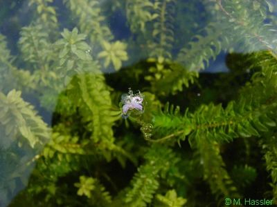 Лот: 5338468. Фото: 1. водоросли эладея. Водные растения