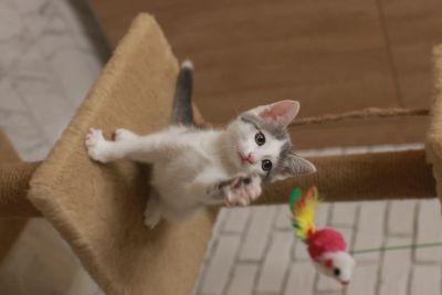 Лот: 20722157. Фото: 1. Котенок (мальчик). Кошки, котята