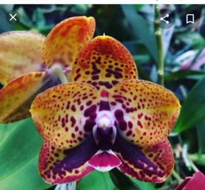 Лот: 15308398. Фото: 1. Орхидея Фаленопсис Phal.Zheng... Горшечные растения и комнатные цветы