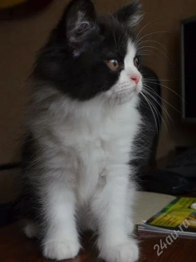 Лот: 2896307. Фото: 1. Отдам в хорошие руки котенка. Кошки, котята