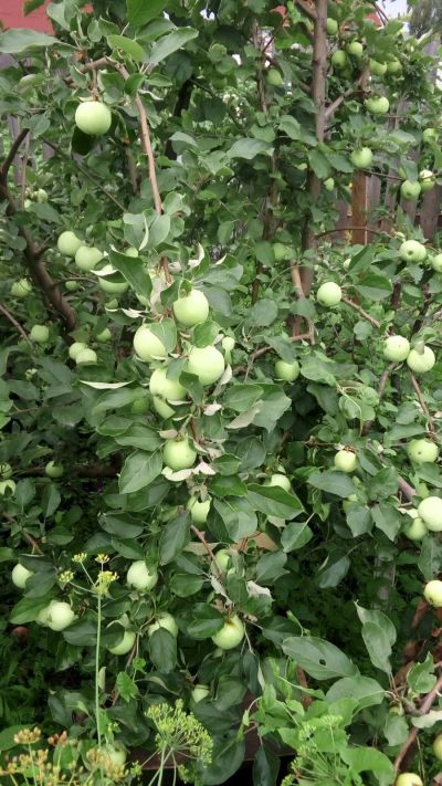 Лот: 16351845. Фото: 1. Яблоки Белый Налив свежесобранные. Овощи, фрукты, зелень