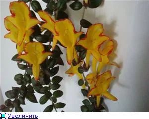 Лот: 11283745. Фото: 1. Колумнея Карнавал__. Горшечные растения и комнатные цветы