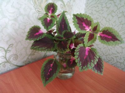 Лот: 14276162. Фото: 1. Колеус ... Горшечные растения и комнатные цветы