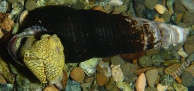 Лот: 490760. Фото: 1. Улитка Tylomelania sp. Моллюски, ракообразные, кораллы