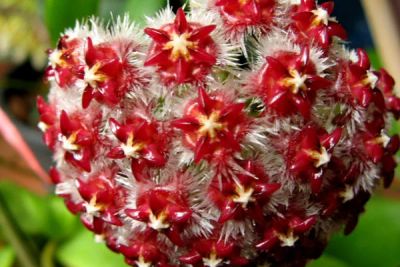 Лот: 3133307. Фото: 1. Хойя миндоренсис ред-Hoya mindorensis... Горшечные растения и комнатные цветы