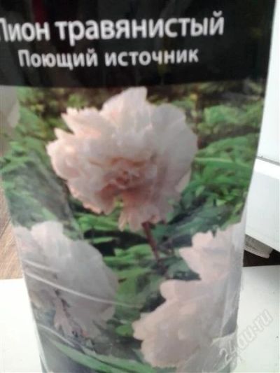 Лот: 2752416. Фото: 1. Пион травянистый Поющий источник. Другое (семена, рассада, садовые растения)