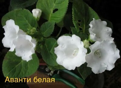 Лот: 24690486. Фото: 1. Глоксиния детка. Горшечные растения и комнатные цветы