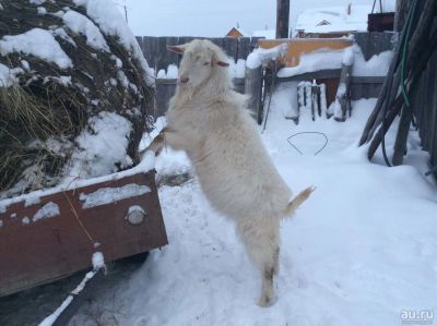 Лот: 10471825. Фото: 1. Зааненский козел Яков, 2.8 лет... Остальные животные