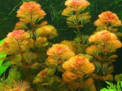 Лот: 7320986. Фото: 1. Кабомба красная (Cabomba piauhyensis... Водные растения