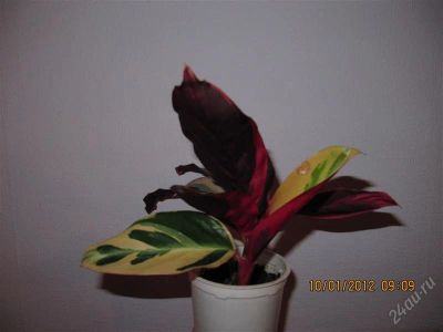 Лот: 1246532. Фото: 1. строманта (2 кустика в стакане... Горшечные растения и комнатные цветы