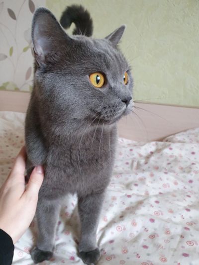 Лот: 14923305. Фото: 1. Кот. Домики, переноски, клетки, когтеточки
