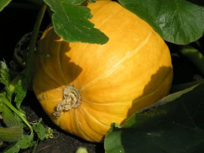 Лот: 3293135. Фото: 1. Тыква 11 кг. Овощи, фрукты, зелень