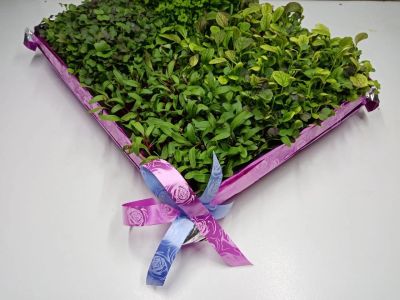 Лот: 15947052. Фото: 1. Подарочный набор "Живая Зелень... Сувенирные наборы