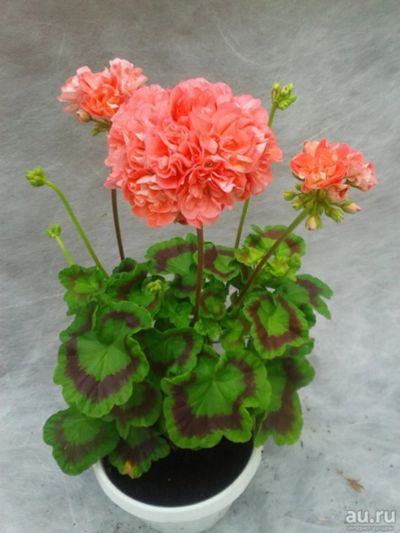 Лот: 14324833. Фото: 1. Пеларгония Powder Puff. Горшечные растения и комнатные цветы