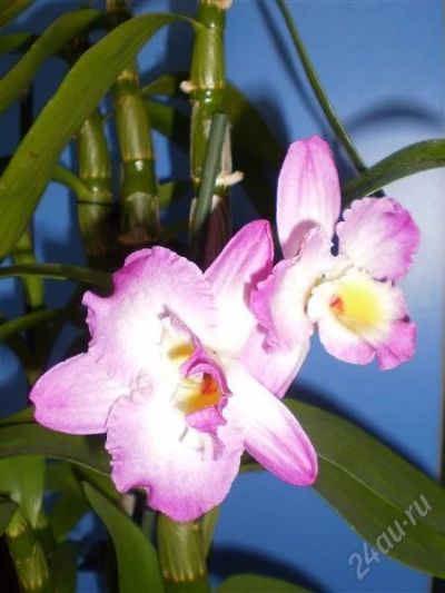 Лот: 1885603. Фото: 1. Орхидея дендробиум (dendrobium... Горшечные растения и комнатные цветы