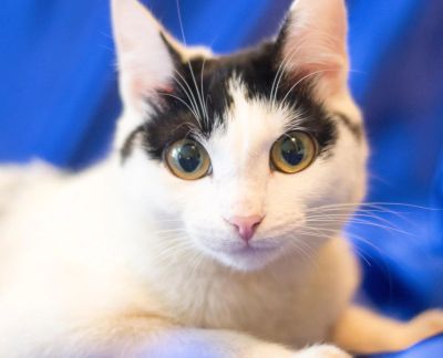 Лот: 8117389. Фото: 1. Котик, котенок в хорошие руки... Кошки, котята