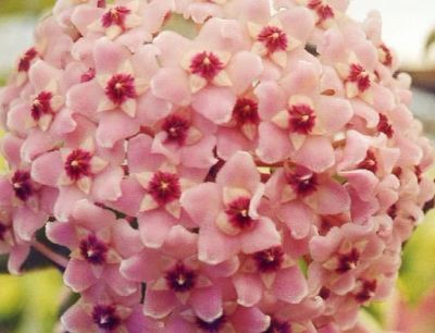 Лот: 3133416. Фото: 1. Хойя карноза 'Suzie Q'- Hoya сarnosa... Горшечные растения и комнатные цветы