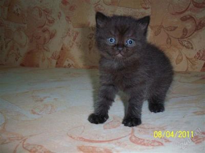 Лот: 897155. Фото: 1. Отдам котят. Остальные животные