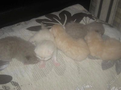 Лот: 2403648. Фото: 1. шотландские котята. Кошки, котята