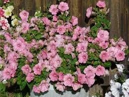 Лот: 9793299. Фото: 1. Петуния ампельная Ramblin Peach... Садовые цветы