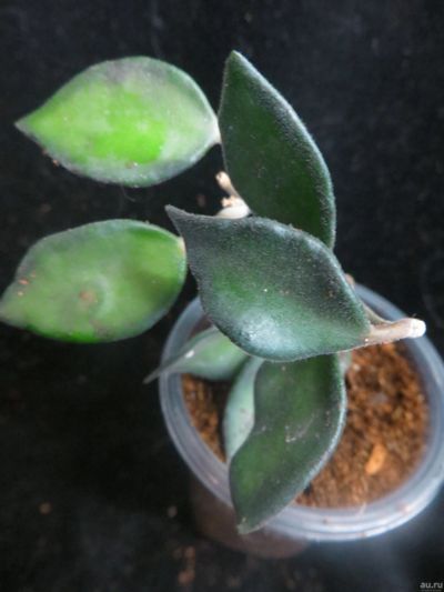 Лот: 13617141. Фото: 1. Хойя Hoya sp. (N5-05-240).EPC... Горшечные растения и комнатные цветы