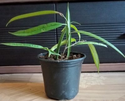 Лот: 19347347. Фото: 1. Фикус Али (Ficus binnendijkii). Горшечные растения и комнатные цветы