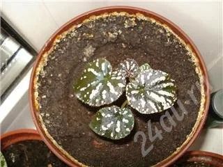 Лот: 473174. Фото: 1. бегония серая. Горшечные растения и комнатные цветы