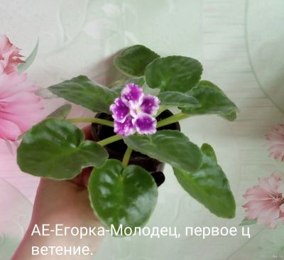 Лот: 13822094. Фото: 1. Фиалка АЕ- Егорка молодец. Горшечные растения и комнатные цветы