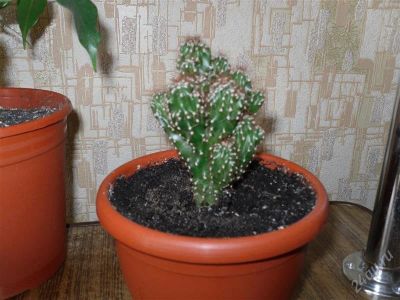 Лот: 841756. Фото: 1. Кактус + 2. Горшечные растения и комнатные цветы