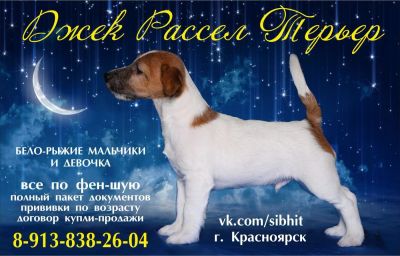 Лот: 10990172. Фото: 1. Щенки с документами Джек Рассел... Собаки, щенки