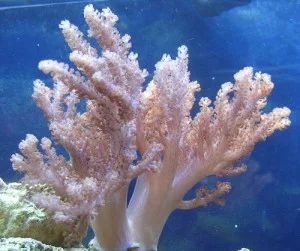 Лот: 6255753. Фото: 1. Альциониум (Alcyonium sp.). Моллюски, ракообразные, кораллы