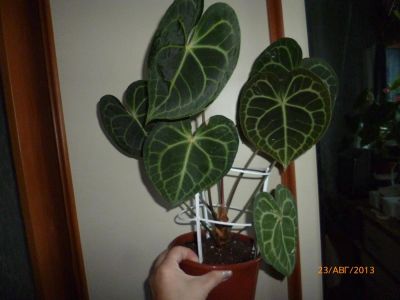 Лот: 3097720. Фото: 1. Антуриум Кларинервиум - Anthurium... Горшечные растения и комнатные цветы