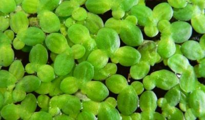 Лот: 6988186. Фото: 1. Ряска...Смотрите ВСЕ мои лоты. Водные растения