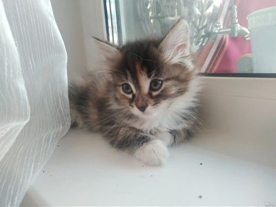 Лот: 13249548. Фото: 1. котенок. Кошки, котята