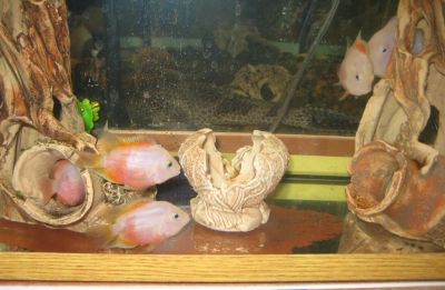 Лот: 1171018. Фото: 1. Цихлозома розовая. Рыбки