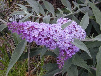 Лот: 11069119. Фото: 1. Будлея давида Buddlea_davida. Садовые цветы