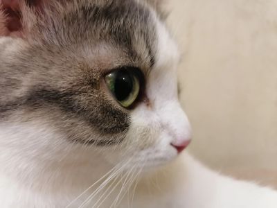 Лот: 15547829. Фото: 1. Kошака. Кошки, котята