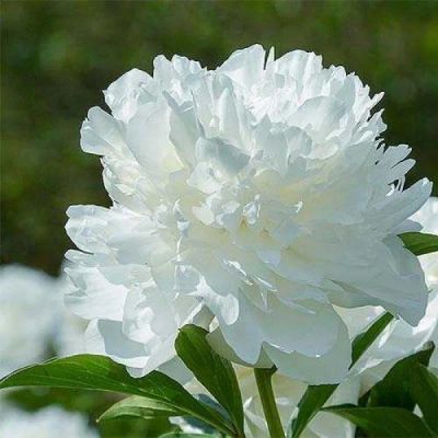 Лот: 17267790. Фото: 1. Пион Аргентина (Paeonia Argentina... Садовые цветы