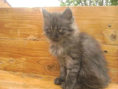 Лот: 1857149. Фото: 1. Отдам хорошего котенка. Кошки, котята