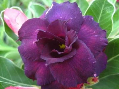 Лот: 7500062. Фото: 1. Адениум Obesum Desert Rose Moungdum. Горшечные растения и комнатные цветы