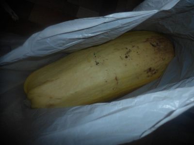Лот: 4949535. Фото: 1. кабачок (с осени). Овощи, фрукты, зелень